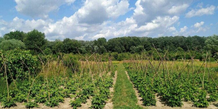 Ekonaut pokreće inicijativu za baštenske zajednice